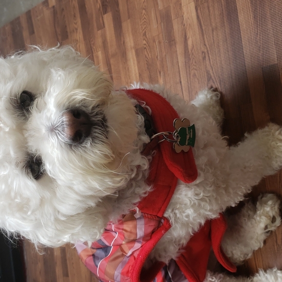 Bailey & Bella doggy Coat size S/M - Picture 4 of 13